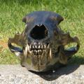 Bronzed Black Bear Bronzed Black Bear